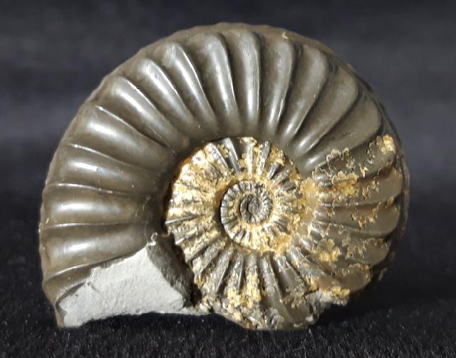 Pleuroceras spinatum (BRUGUIRE 1789) - Bild © FossNet FossilienStore